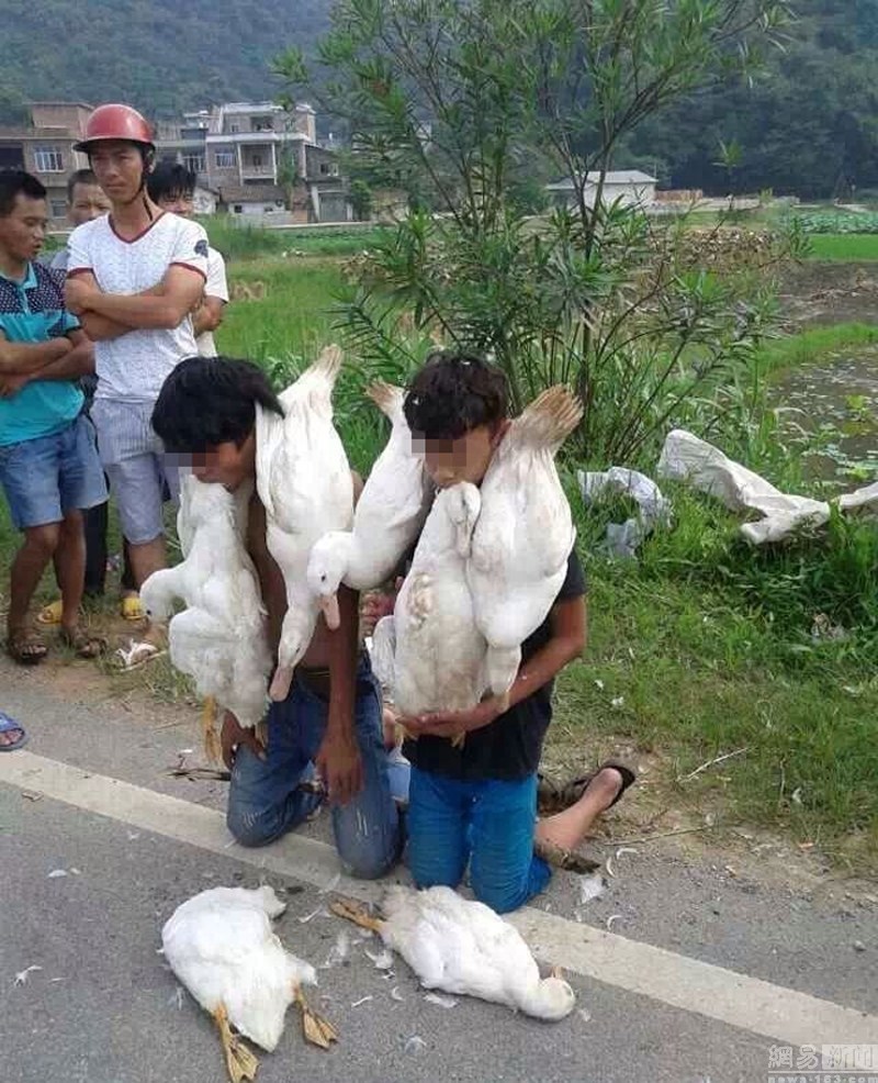 小孩哥出手连套两只活鸭小孩哥出手连套两只活鸭——一场别开生面的捉鸭记